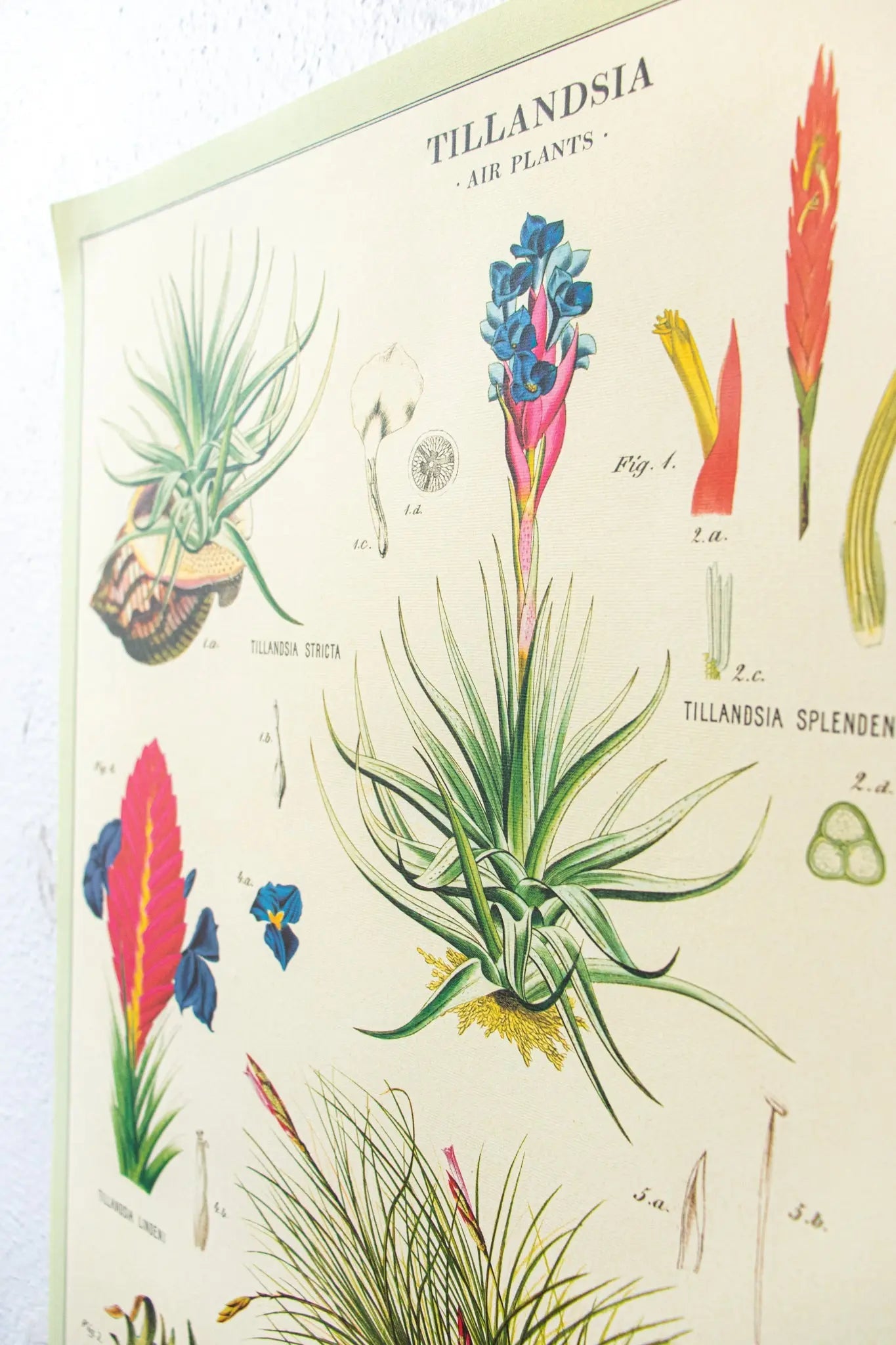 Tillandsia Scientific Chart - Charts from Stemcell Science Shop