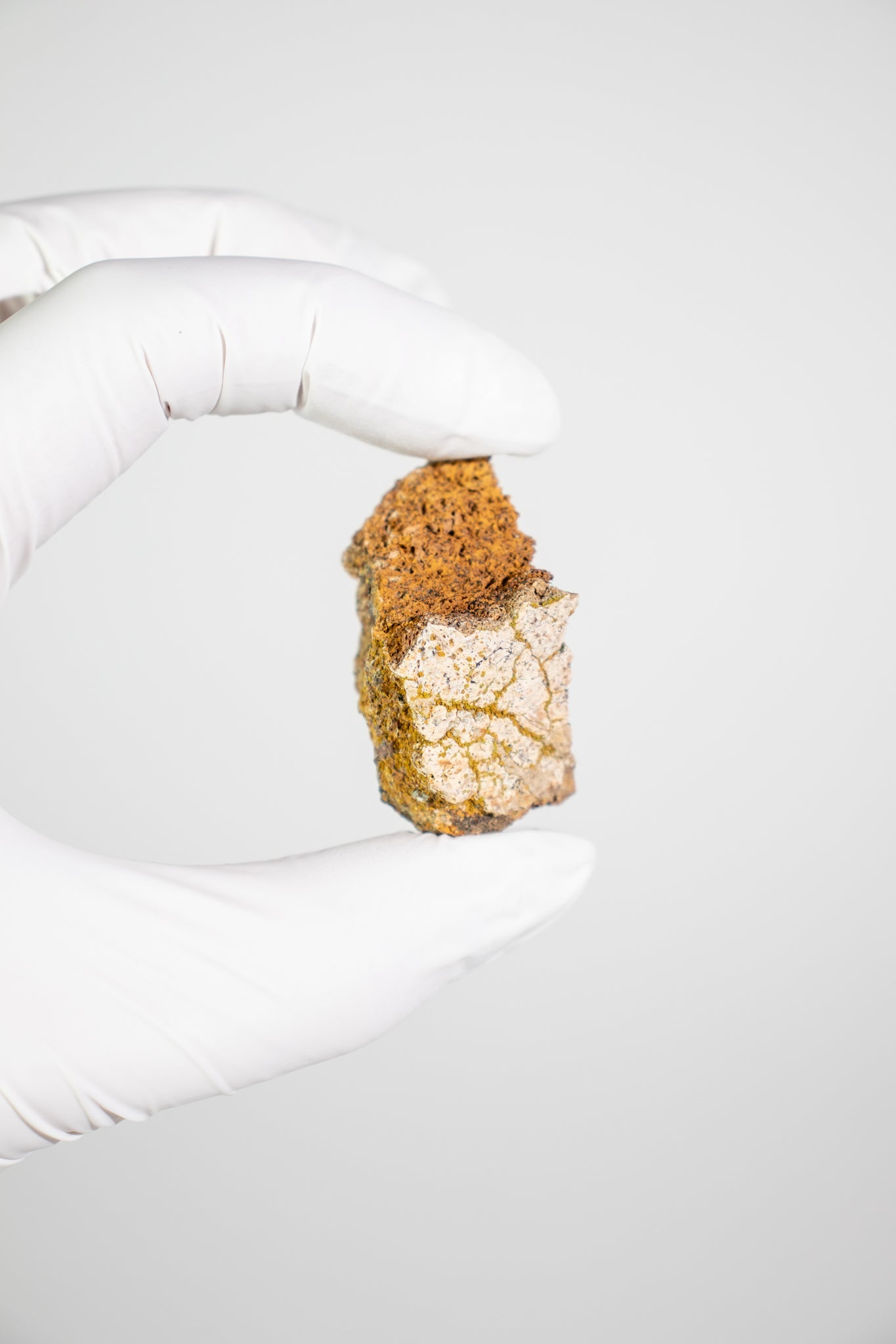 Triceratops Frill Fossil - Fossil from Stemcell Science Shop