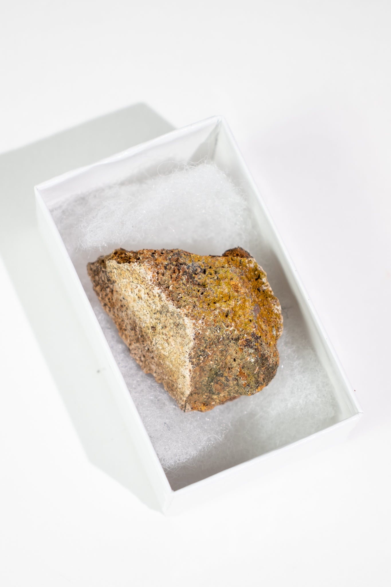 Triceratops Frill Fossil - Fossil from Stemcell Science Shop