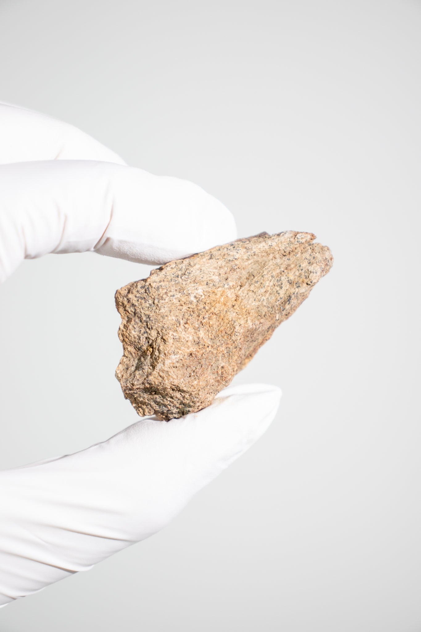 Triceratops Frill Fossil - Fossil from Stemcell Science Shop