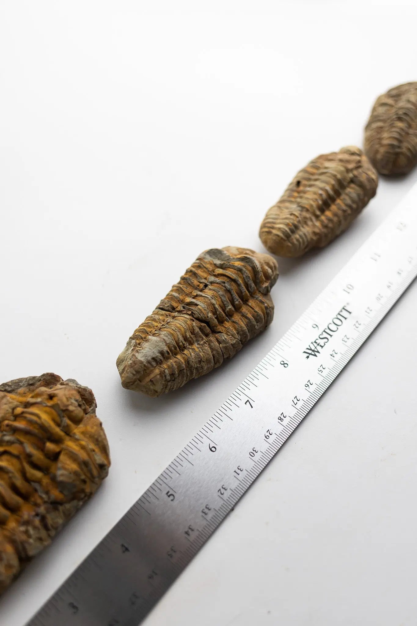 Trilobite Fossil - Fossil from Stemcell Science Shop
