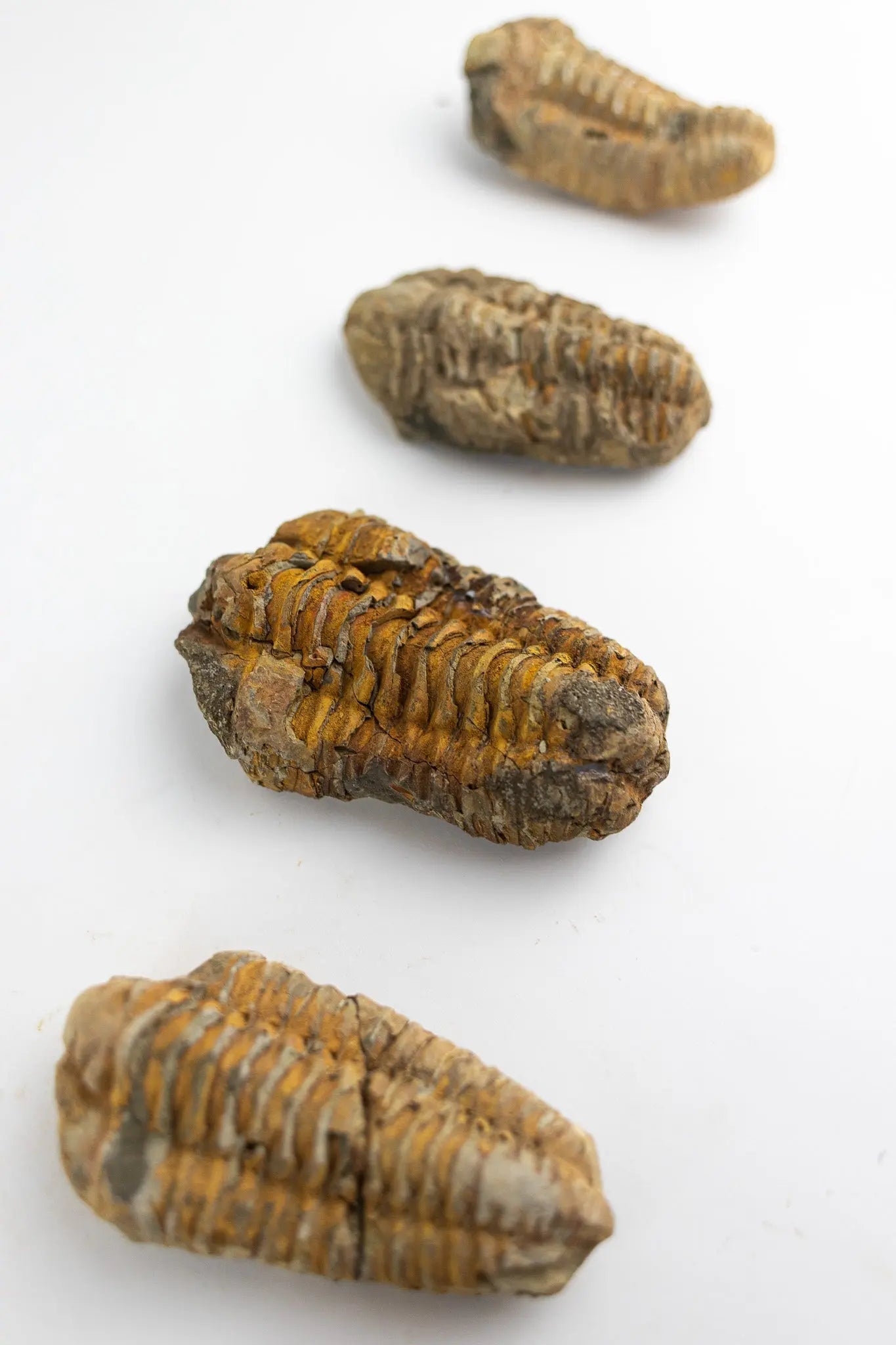 Trilobite Fossil - Fossil from Stemcell Science Shop