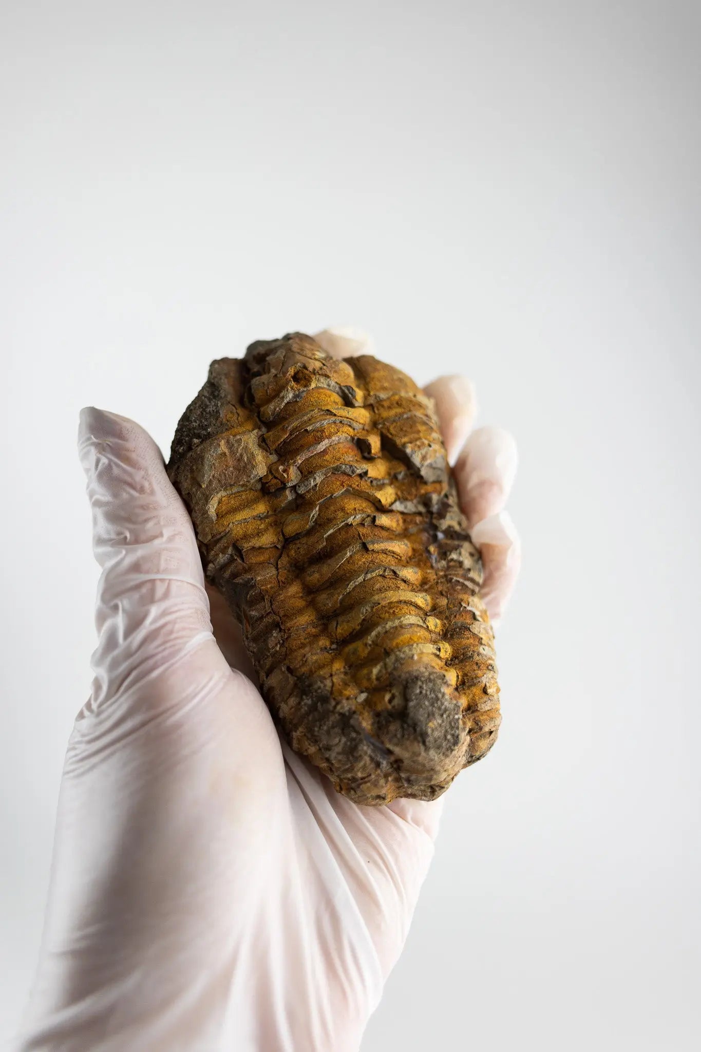 Trilobite Fossil - Fossil from Stemcell Science Shop