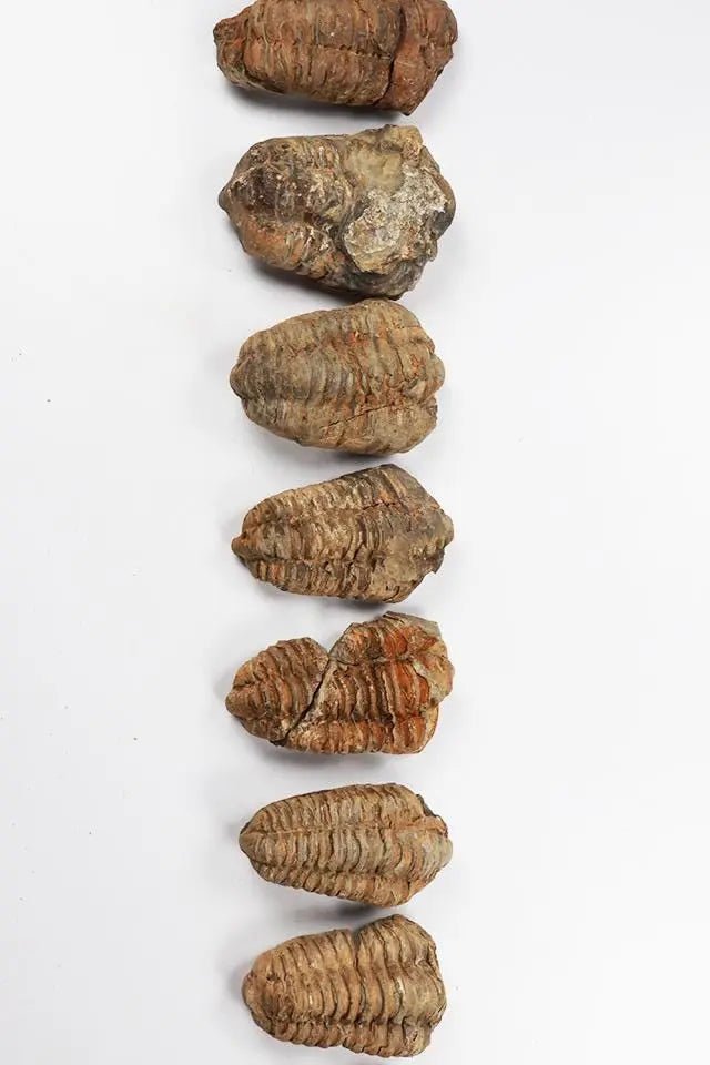 Trilobite Fossil - Fossil from Stemcell Science Shop
