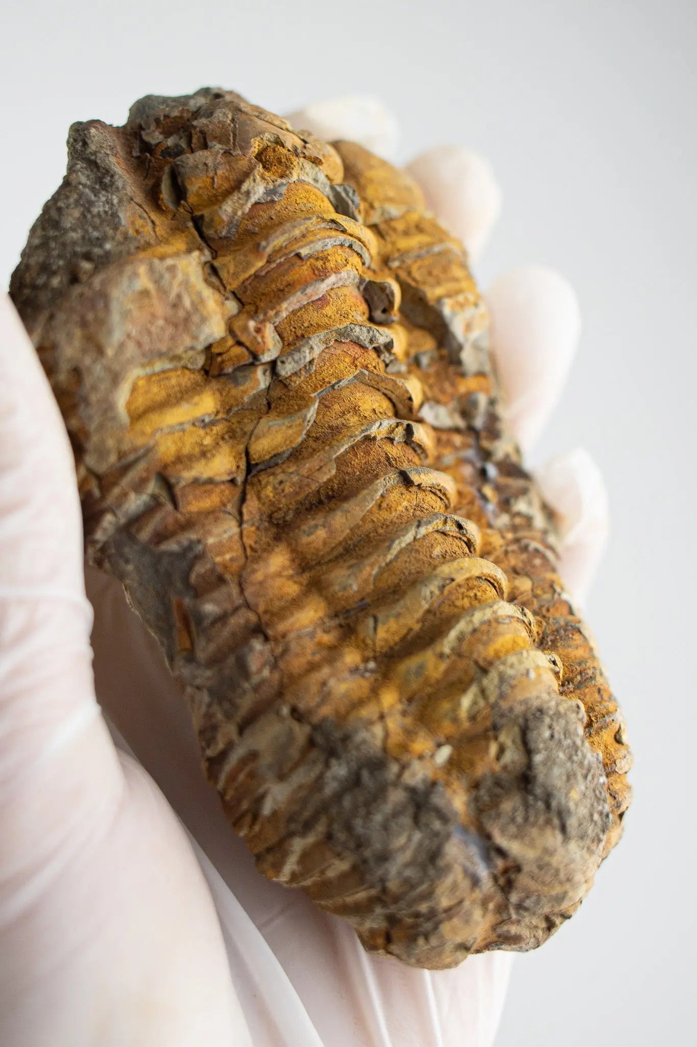 Trilobite Fossil - Fossil from Stemcell Science Shop