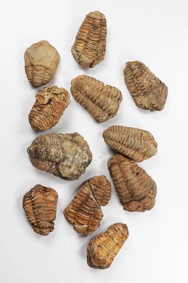 Trilobite Fossil - Fossil from Stemcell Science Shop