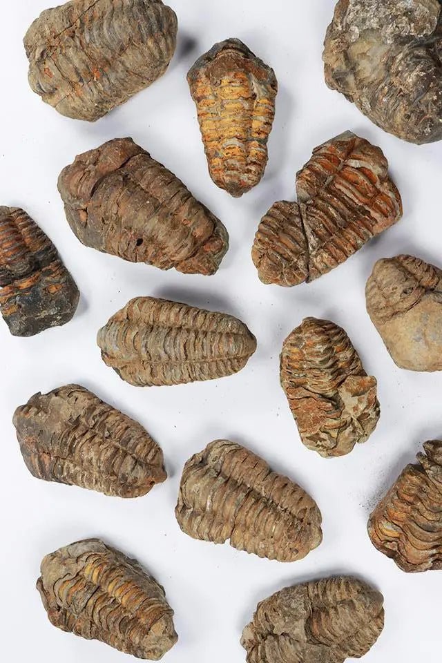 Trilobite Fossil - Fossil from Stemcell Science Shop