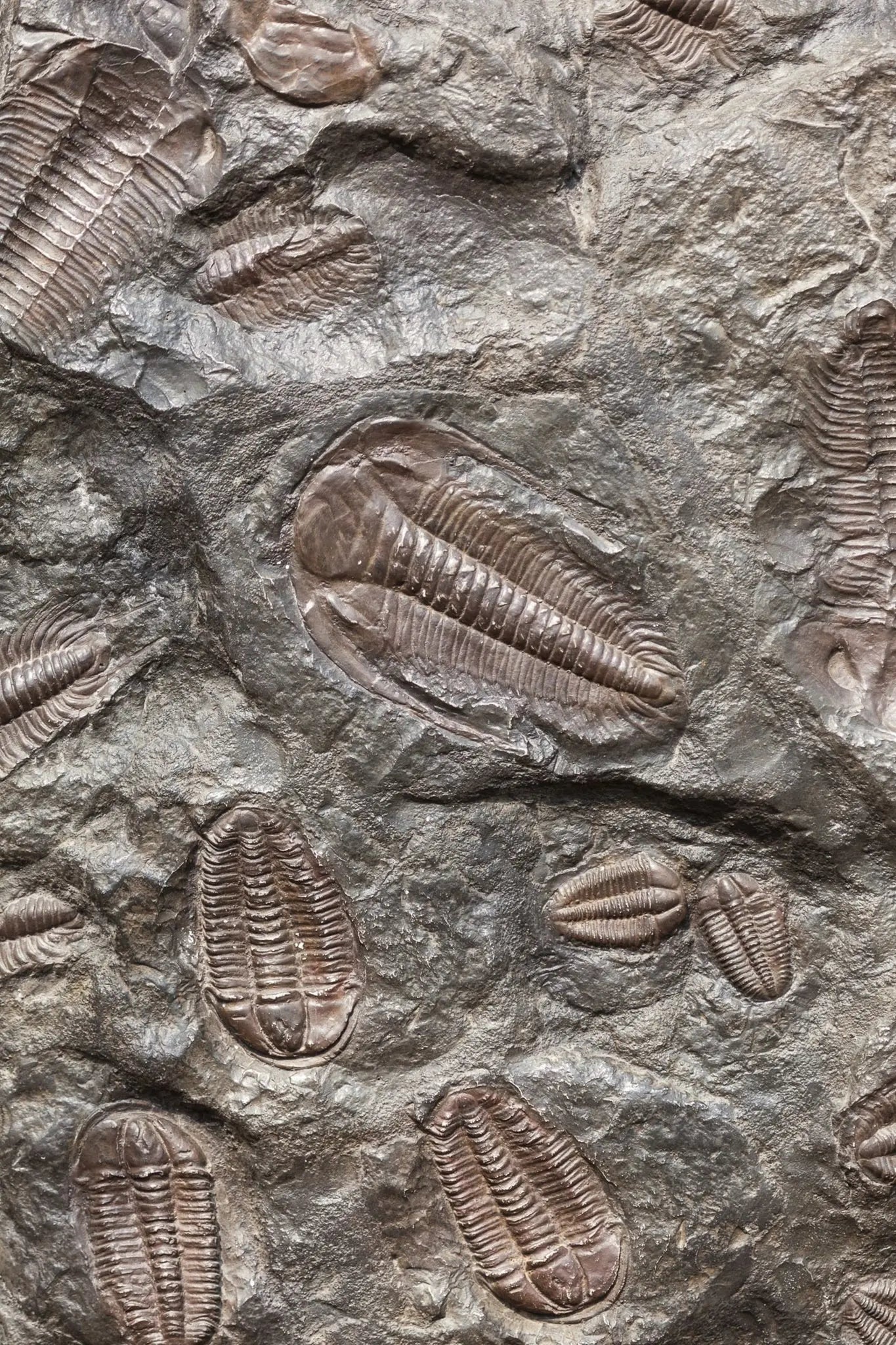 Trilobite Fossil - Fossil from Stemcell Science Shop