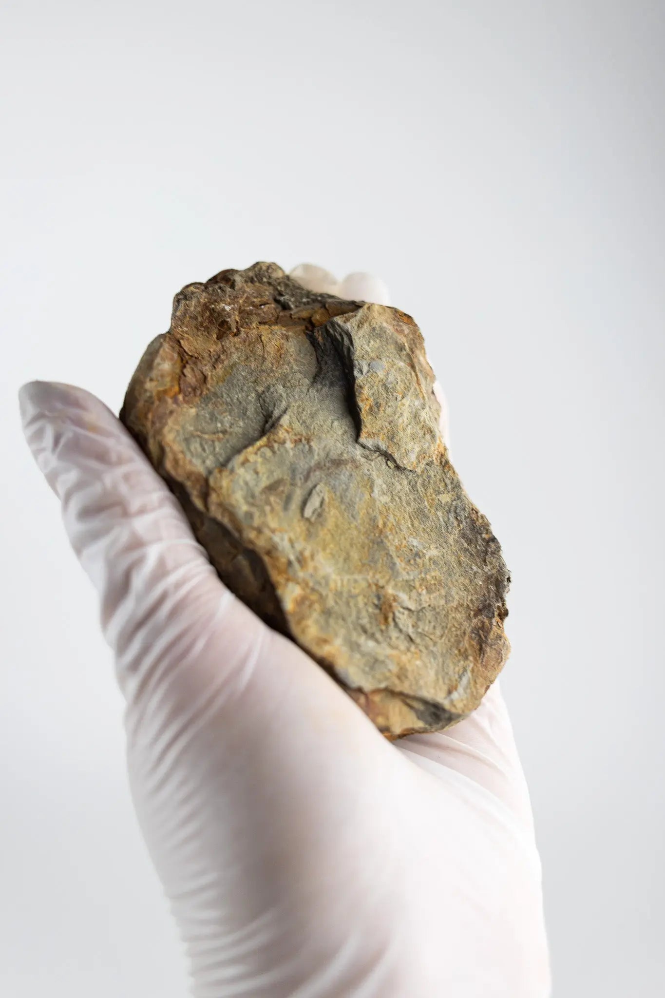 Trilobite Fossil - Fossil from Stemcell Science Shop