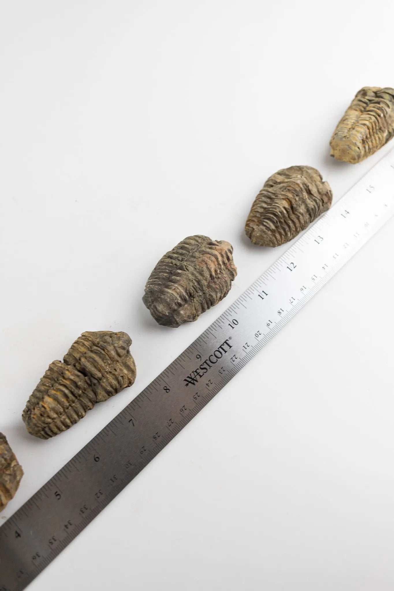 Trilobite Fossil - Fossil from Stemcell Science Shop