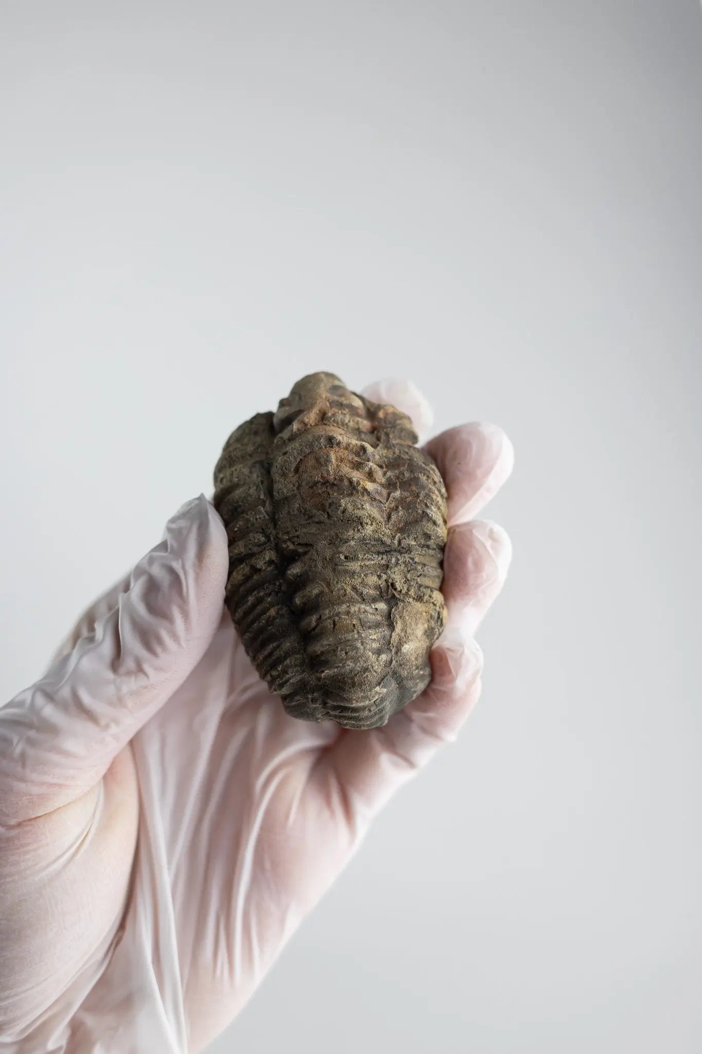 Trilobite Fossil - Fossil from Stemcell Science Shop
