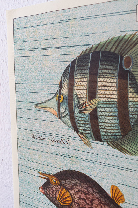 Tropical Fish Chart - Charts from Stemcell Science Shop