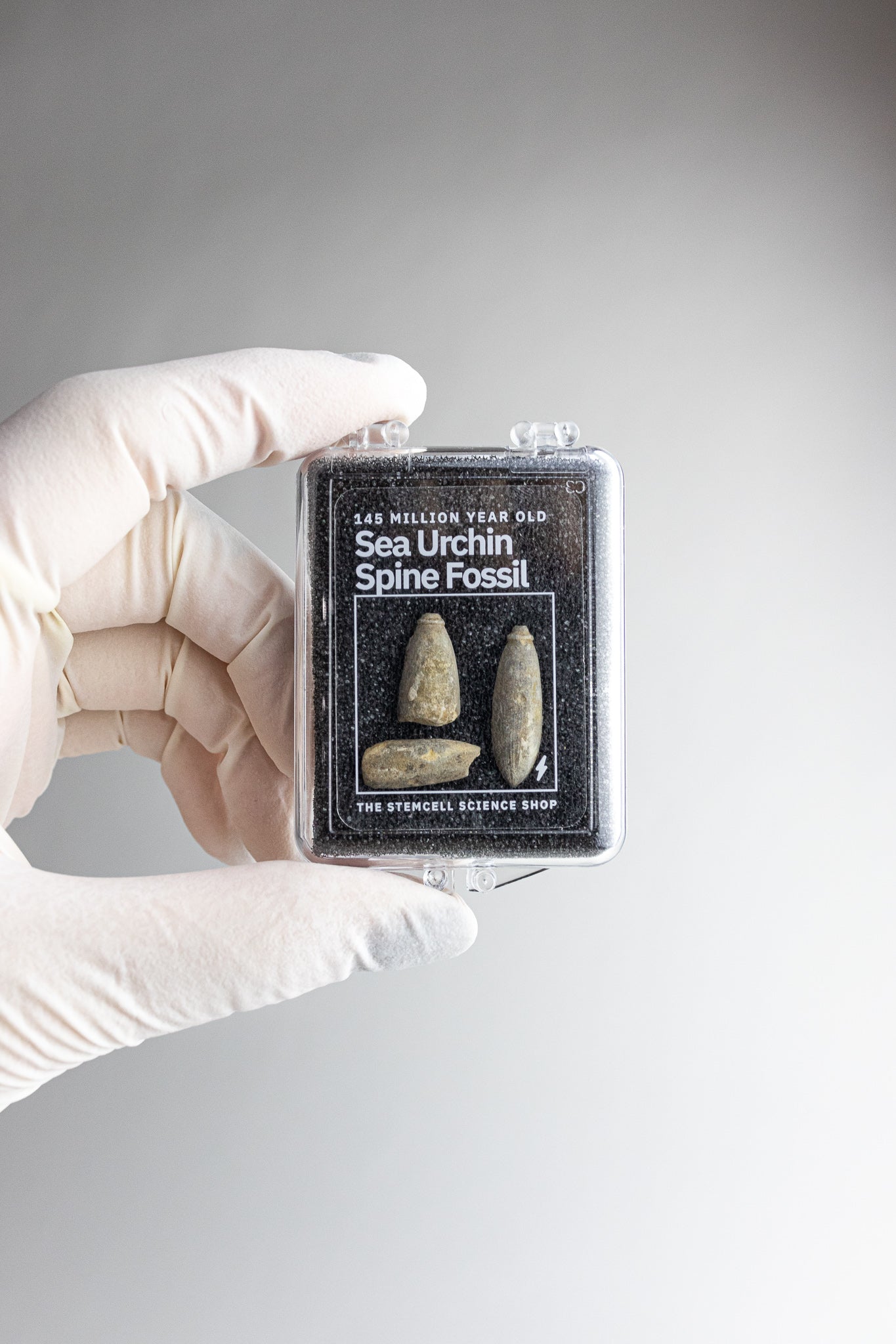 Urchin Spine Fossils - Fossil from Stemcell Science Shop