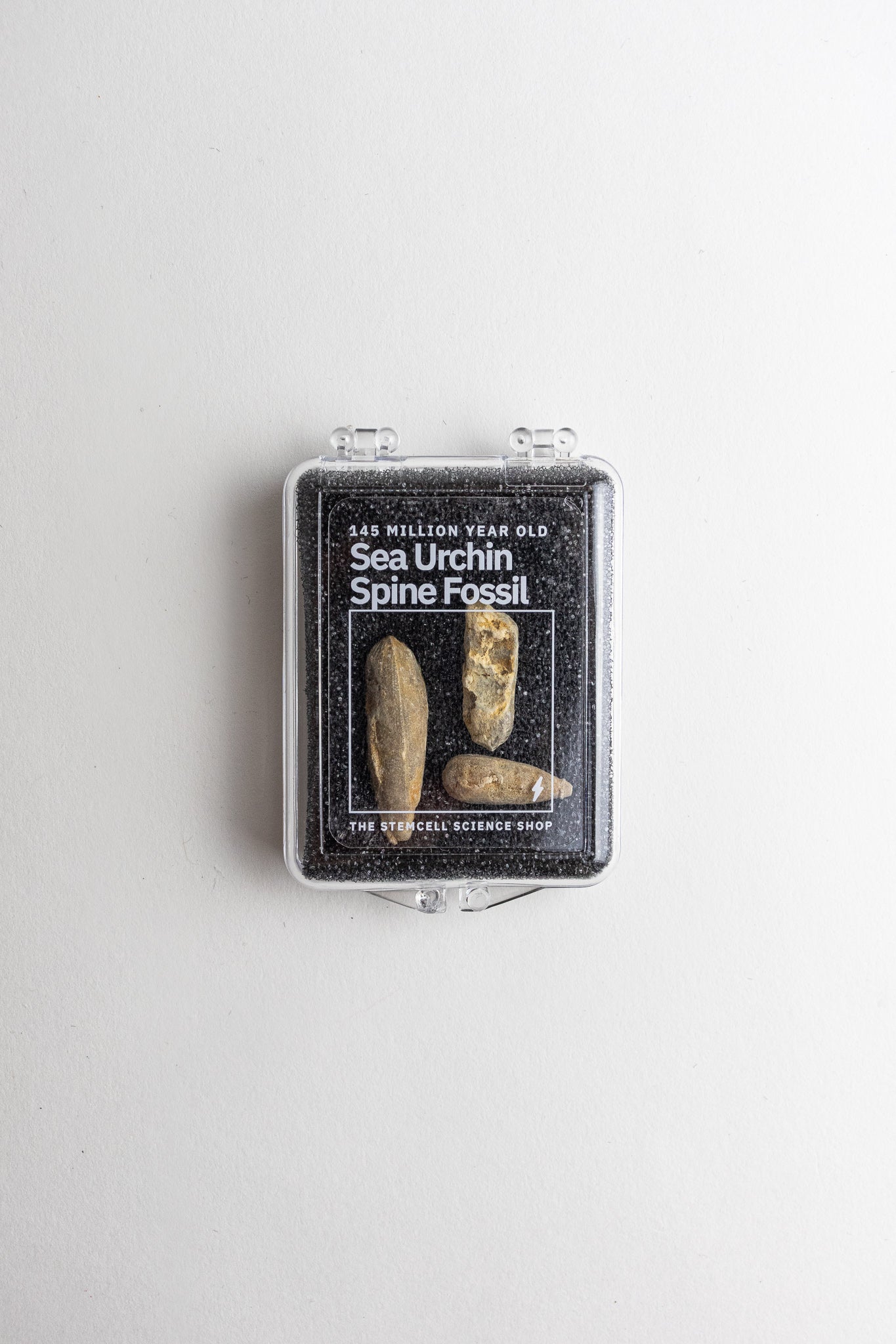 Urchin Spine Fossils - Fossil from Stemcell Science Shop