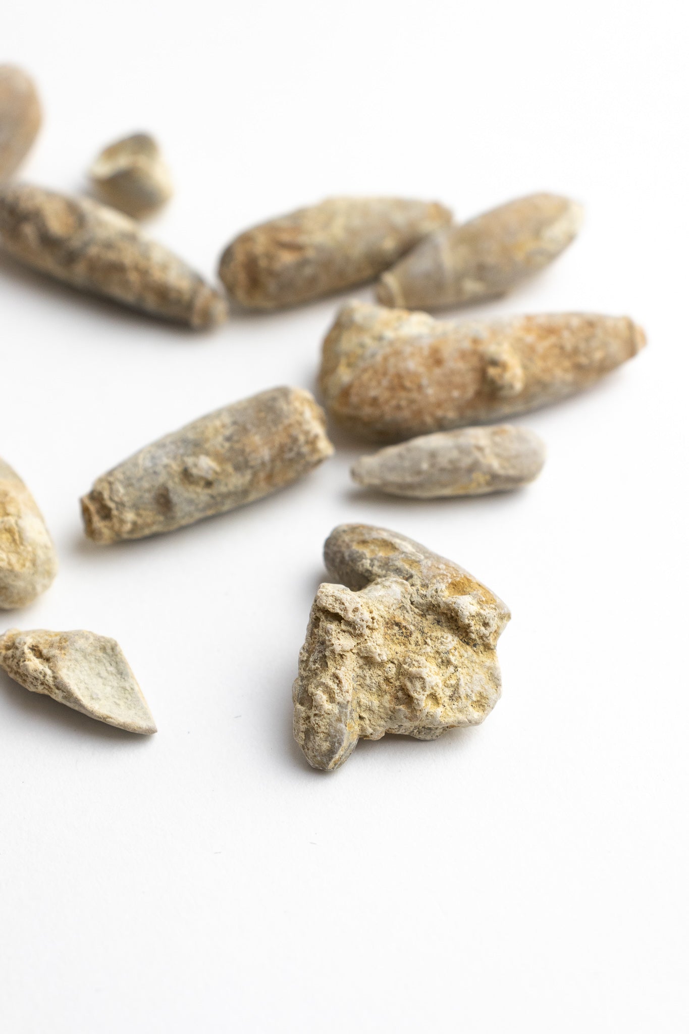 Urchin Spine Fossils - Fossil from Stemcell Science Shop