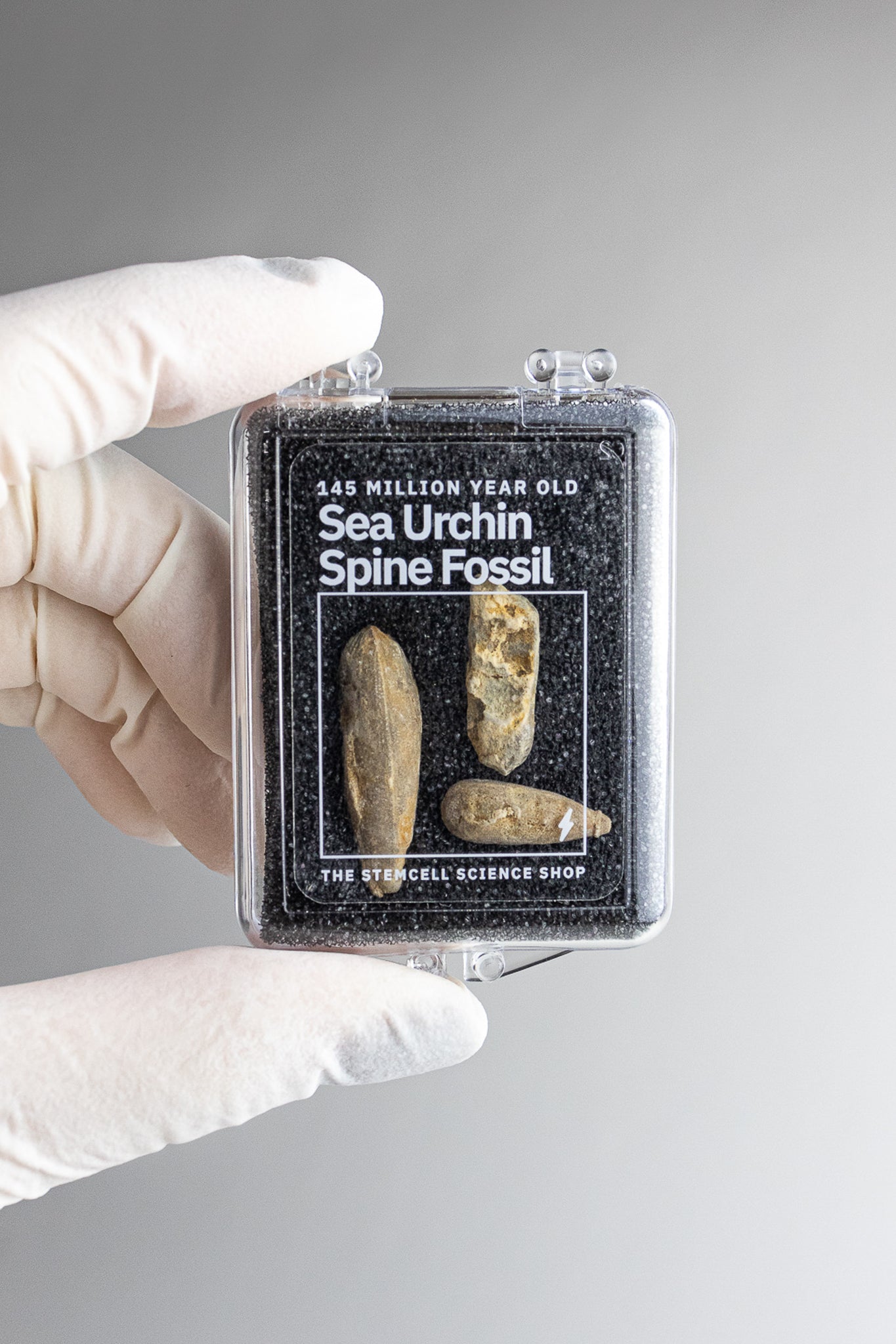 Urchin Spine Fossils - Fossil from Stemcell Science Shop