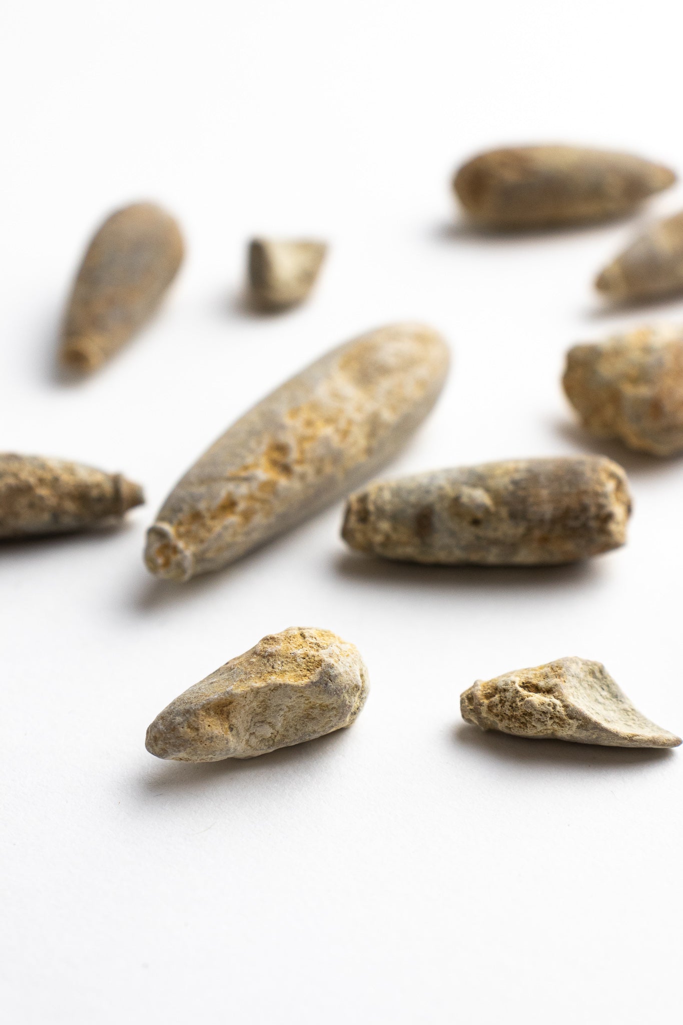 Urchin Spine Fossils - Fossil from Stemcell Science Shop