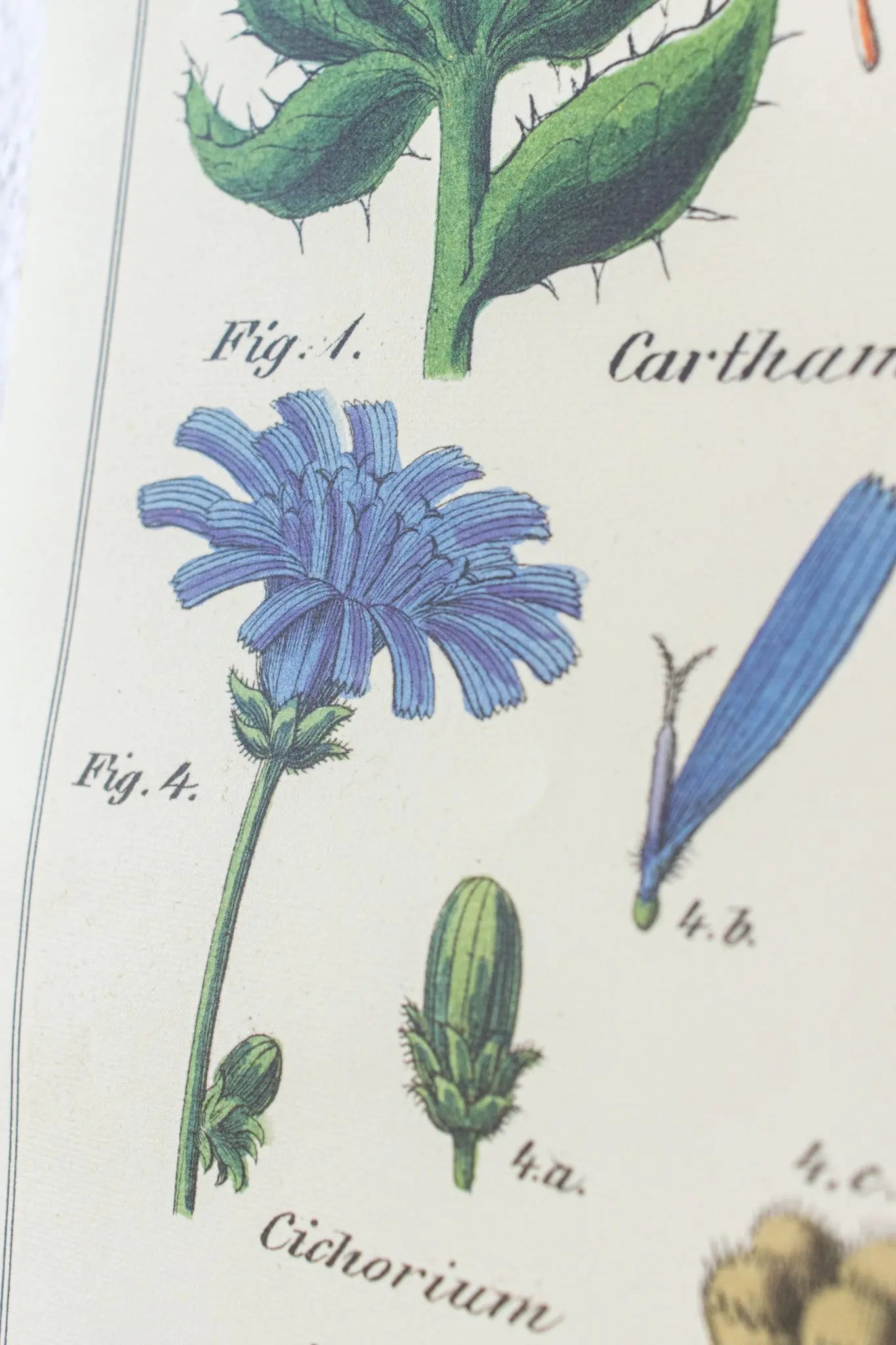 Wildflower Specimens Scientific Chart - Charts from Stemcell Science Shop