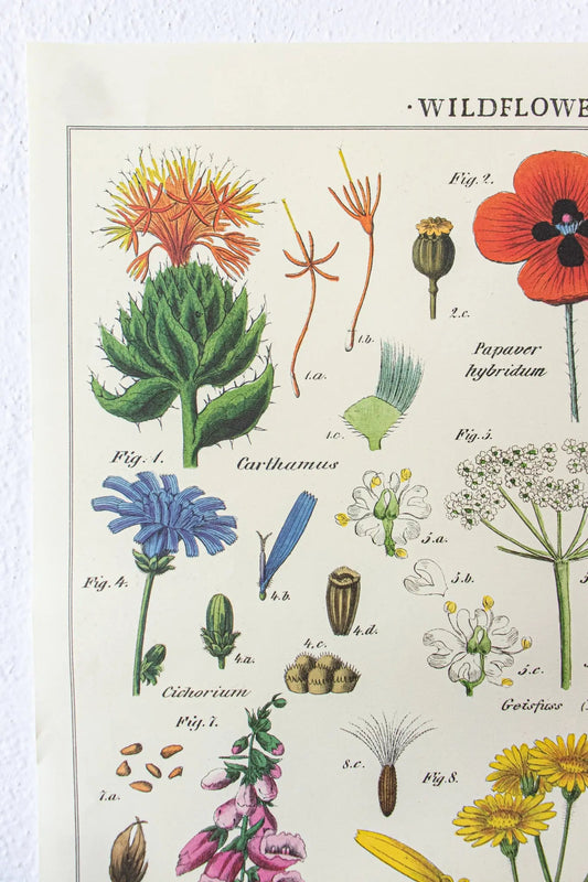 Wildflower Specimens Scientific Chart - Charts from Stemcell Science Shop