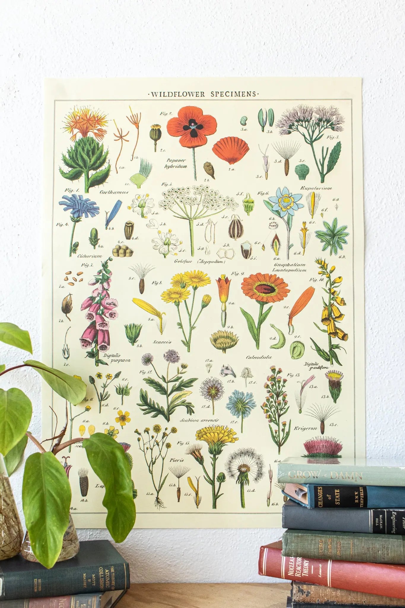 Wildflower Specimens Scientific Chart - Charts from Stemcell Science Shop