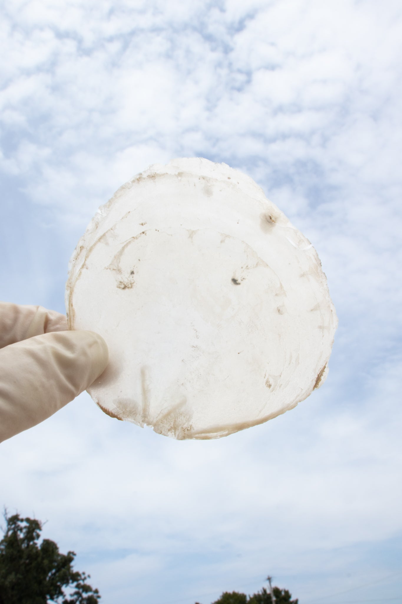 Windowpane Oyster Shell (Single) - Natural Specimen from Stemcell Science Shop