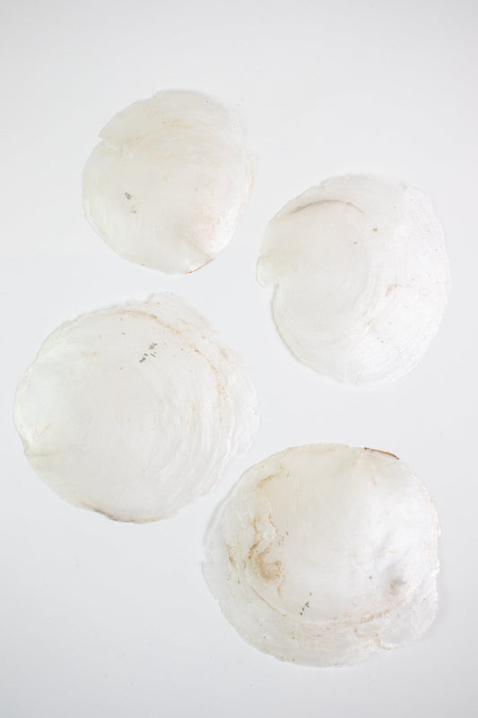 Windowpane Oyster Shell (Single) - Natural Specimen from Stemcell Science Shop