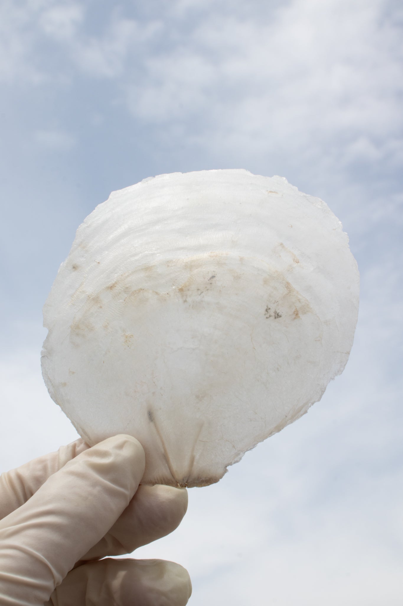 Windowpane Oyster Shells - Bulk - Natural Specimen from Stemcell Science Shop