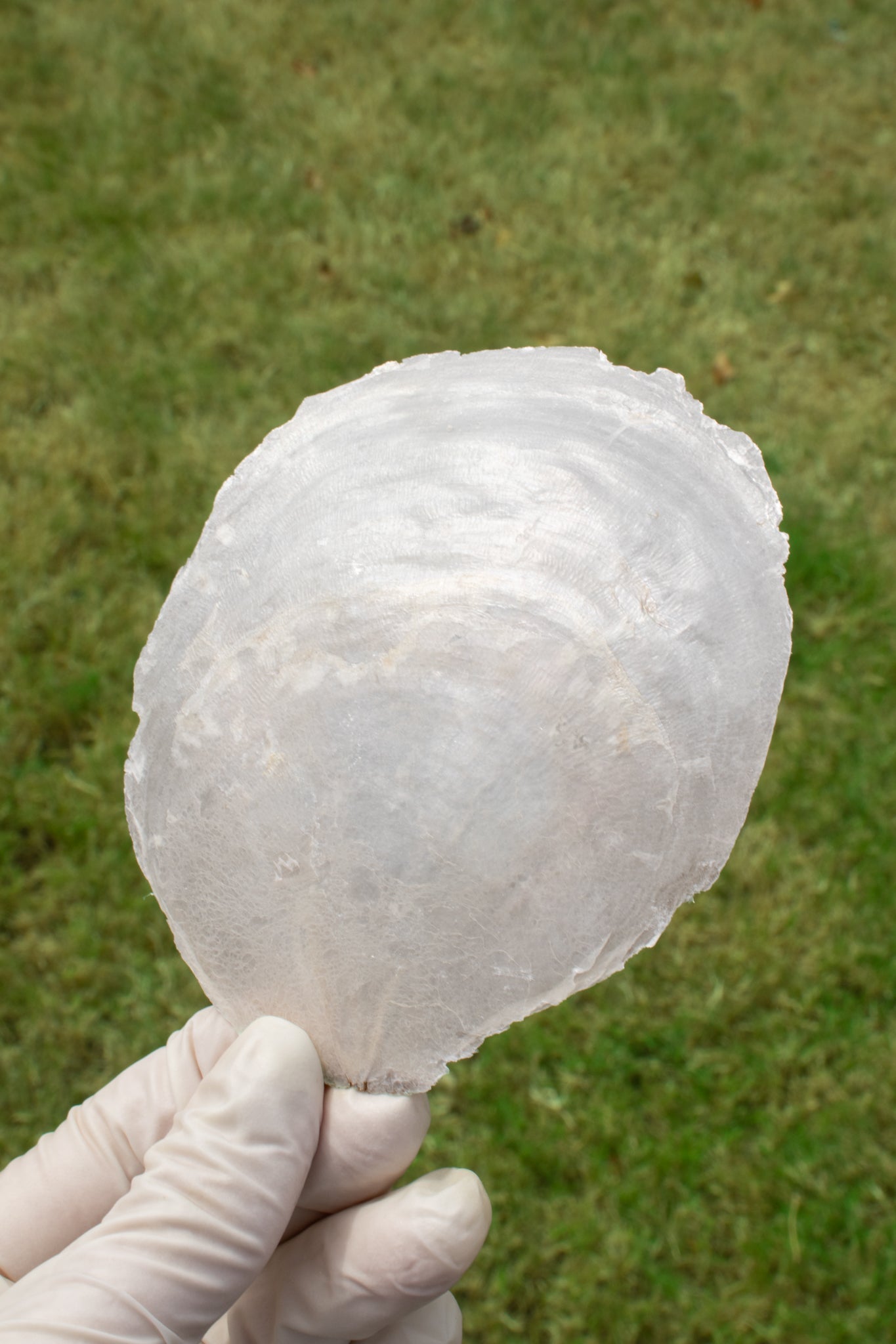 Windowpane Oyster Shells - Bulk - Natural Specimen from Stemcell Science Shop