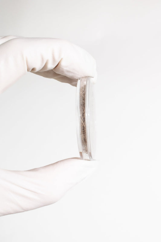 Woolly Mammoth Hair - Fossil from Stemcell Science Shop