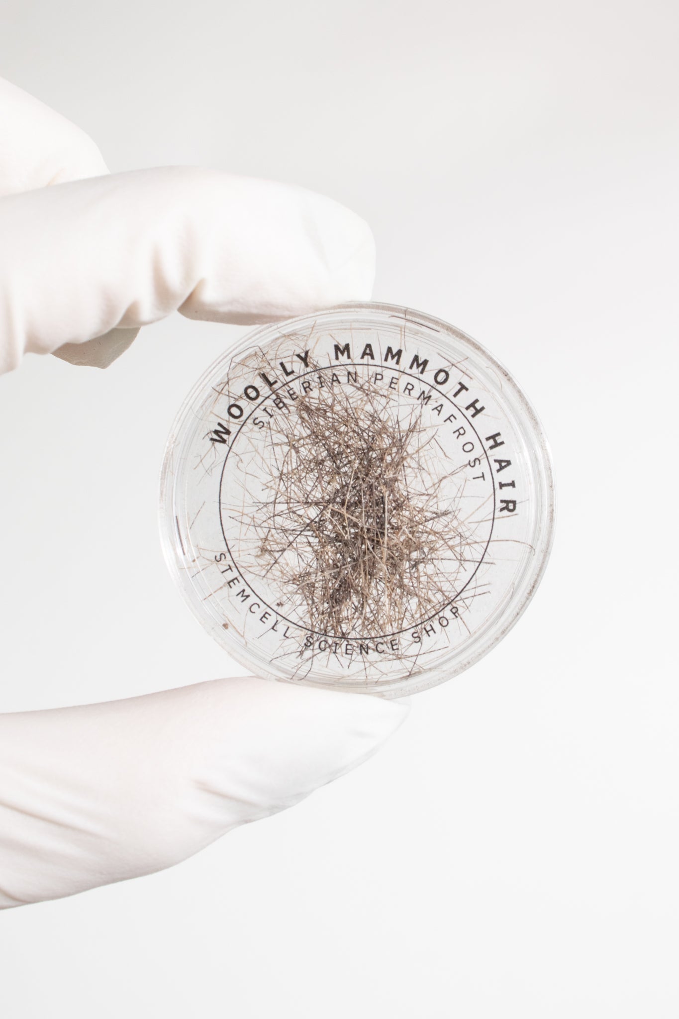 Woolly Mammoth Hair - Fossil from Stemcell Science Shop