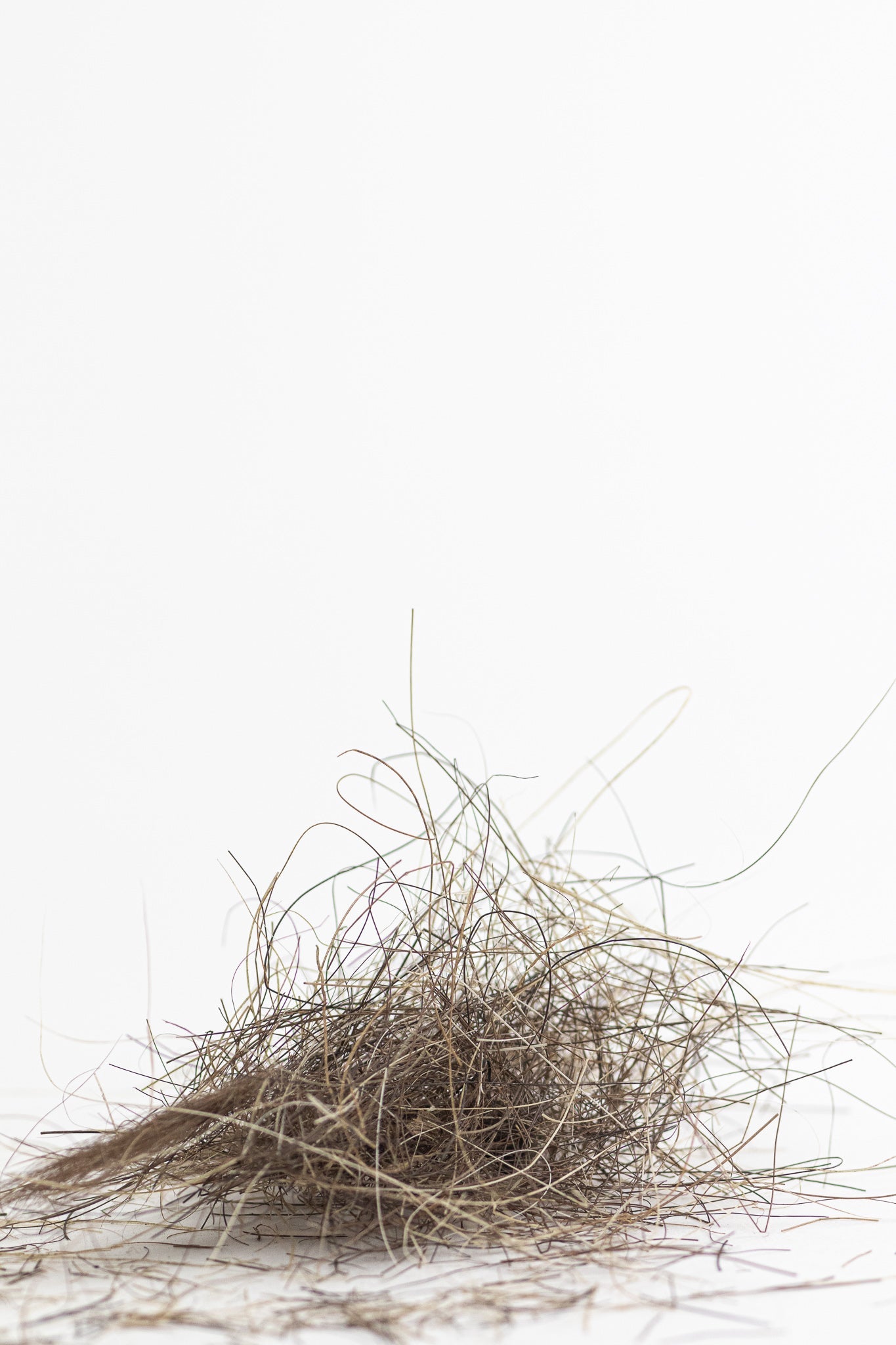 Woolly Mammoth Hair - Fossil from Stemcell Science Shop