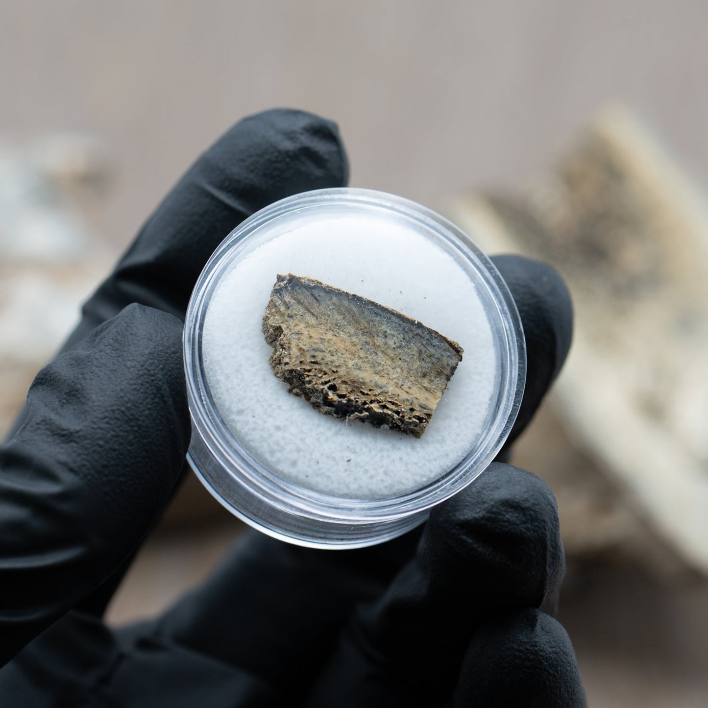 Woolly Rhinoceros Bone