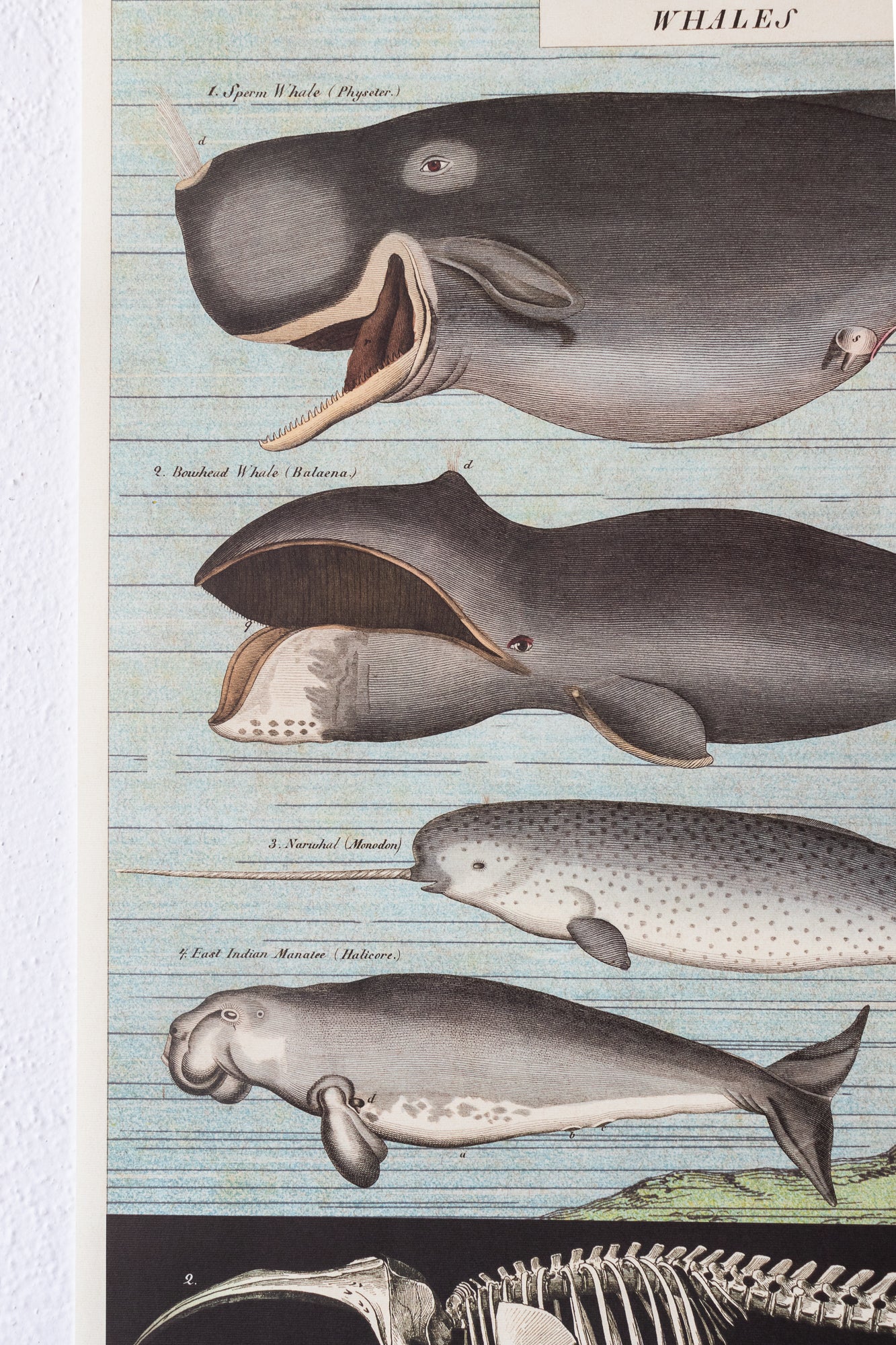 Whale Chart - Stemcell Science Shop
