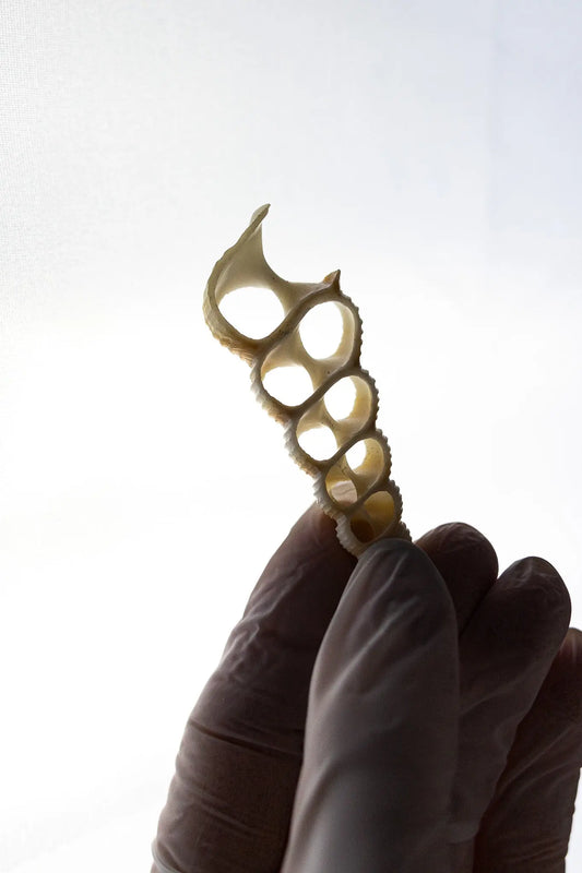 Terebra Shell Set - Stemcell Science Shop