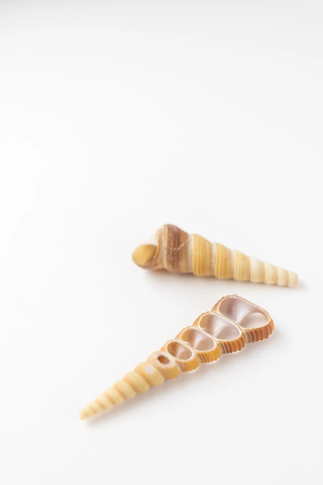 Terebra Shell Set - Stemcell Science Shop