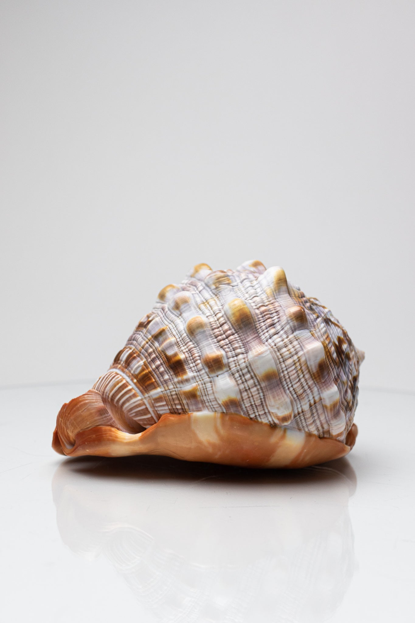 Bullmouth Shell - Stemcell Science Shop
