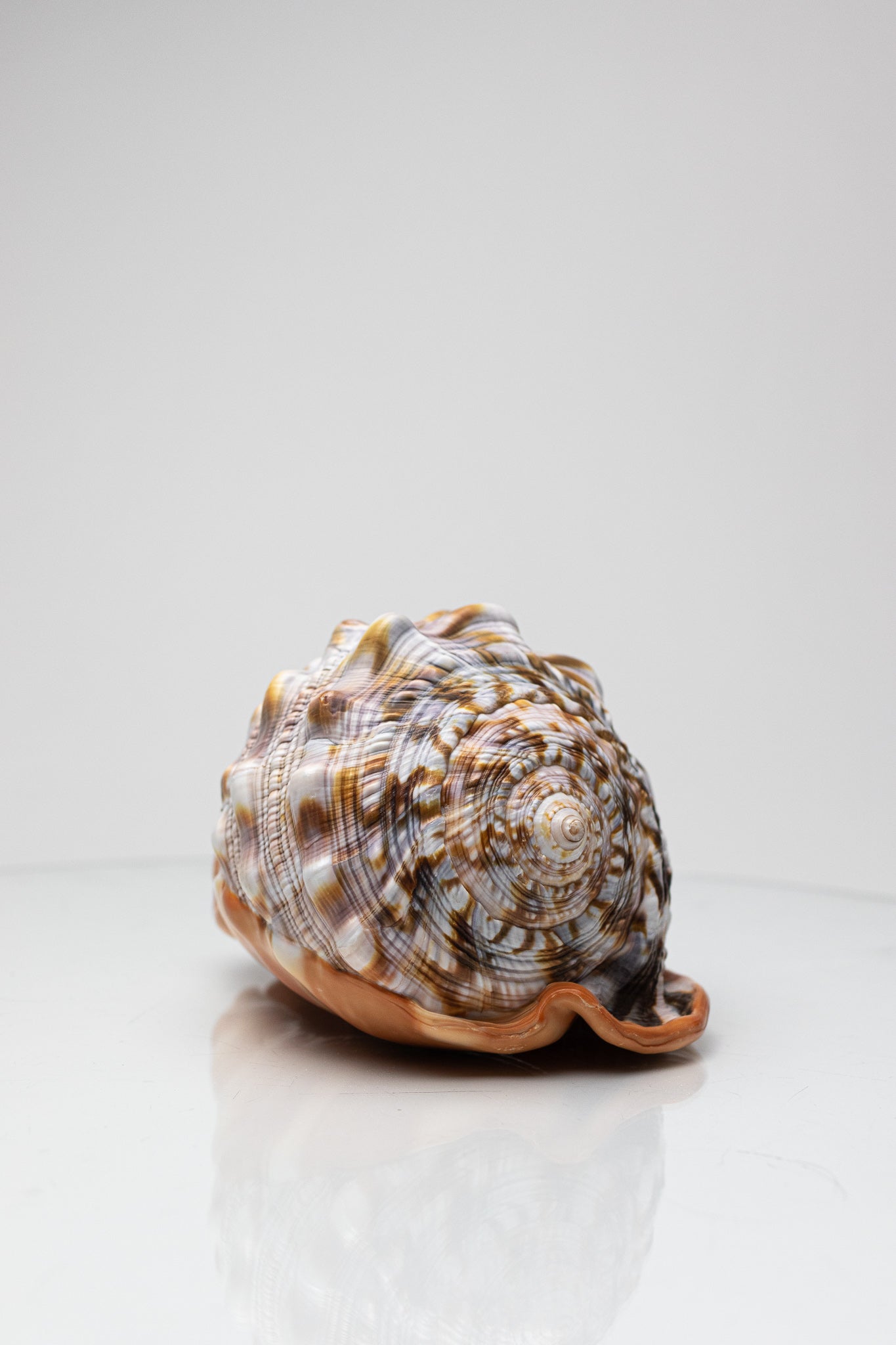 Bullmouth Shell - Stemcell Science Shop