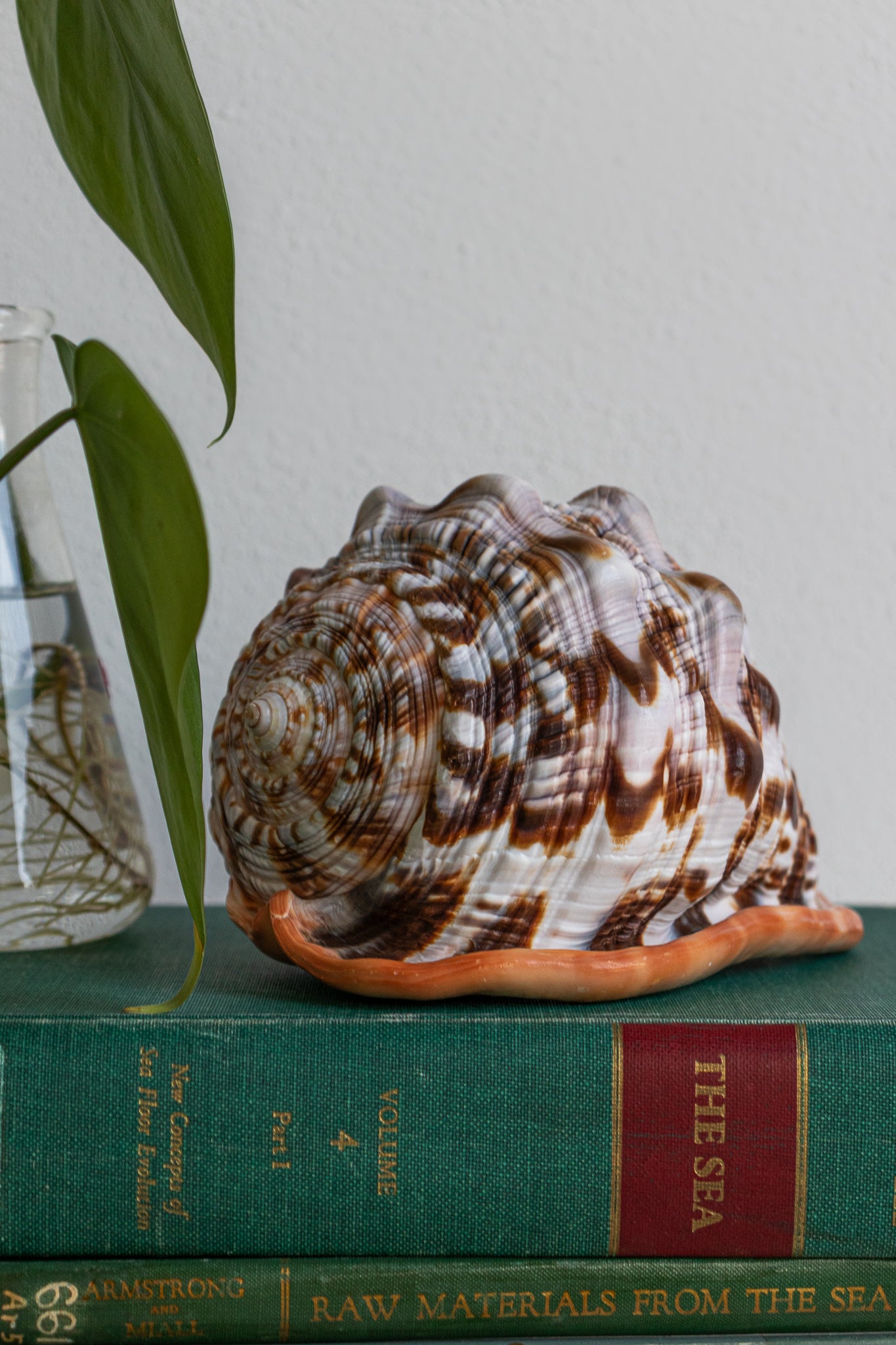 Bullmouth Shell - Stemcell Science Shop