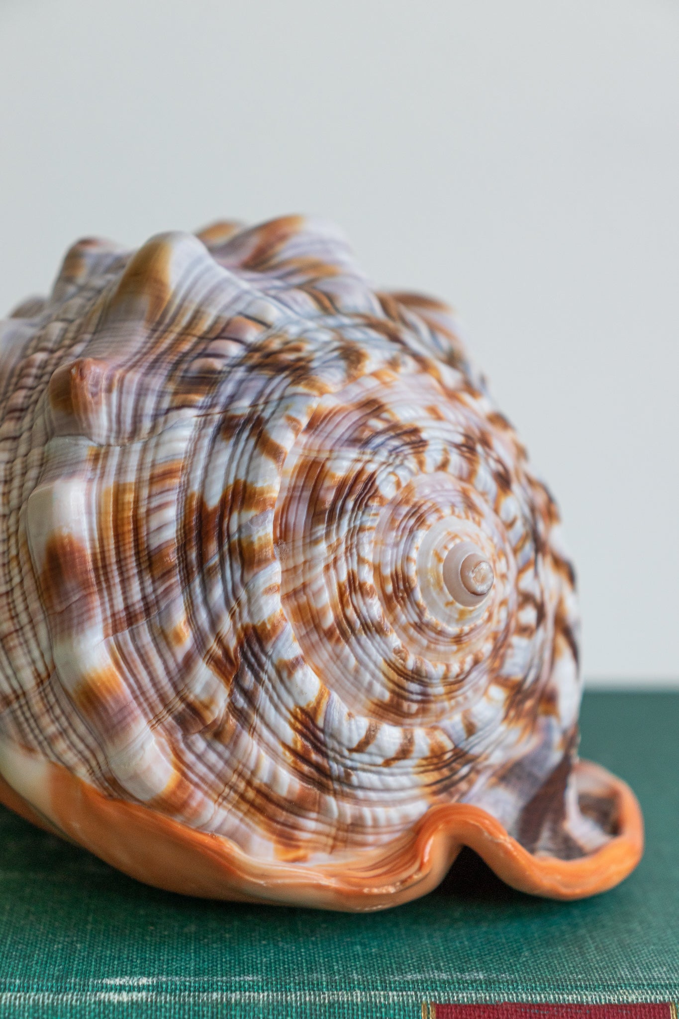 Bullmouth Shell - Stemcell Science Shop
