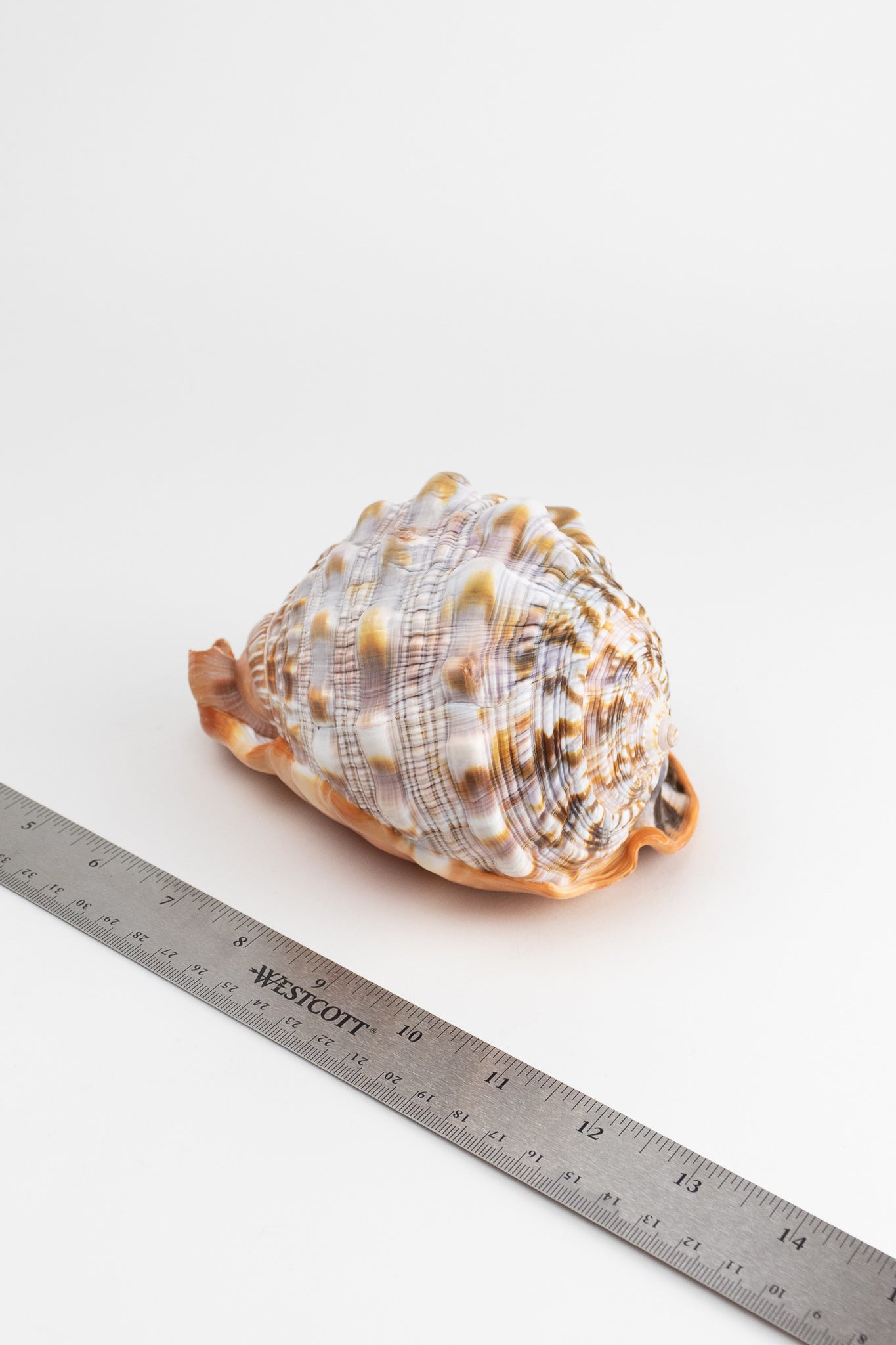 Bullmouth Shell - Stemcell Science Shop