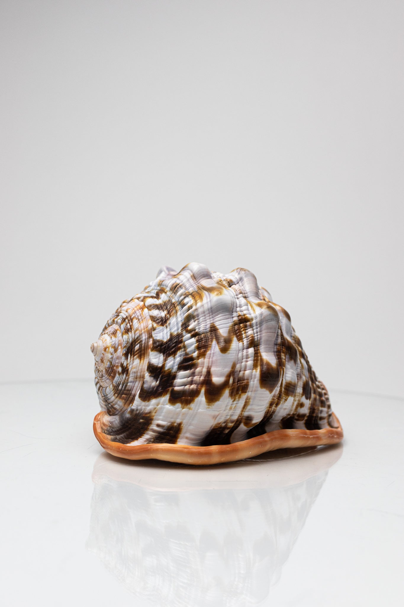 Bullmouth Shell - Stemcell Science Shop