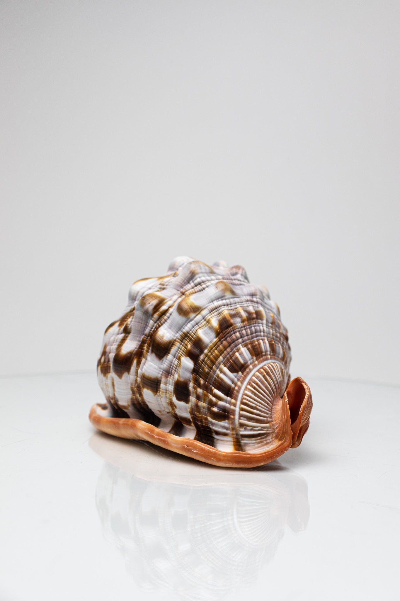 Bullmouth Shell - Stemcell Science Shop