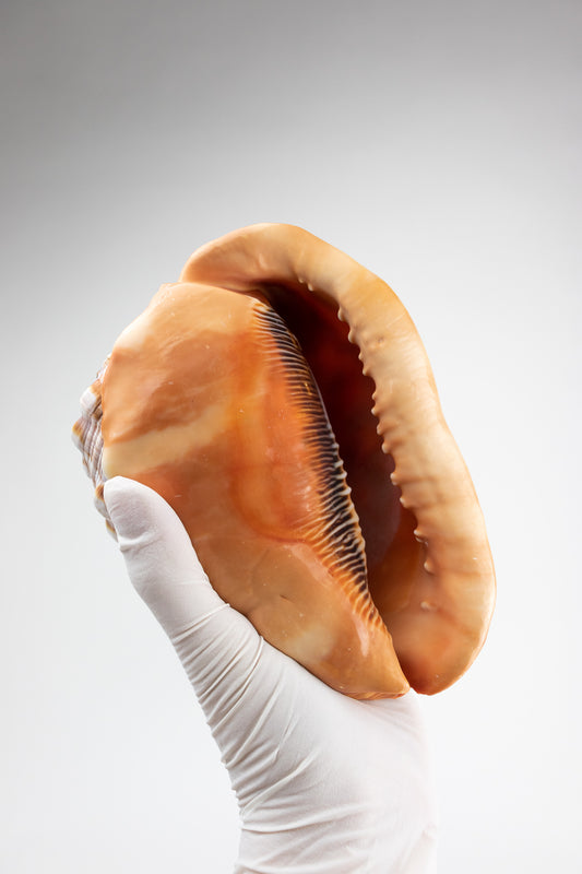 Bullmouth Shell - Stemcell Science Shop