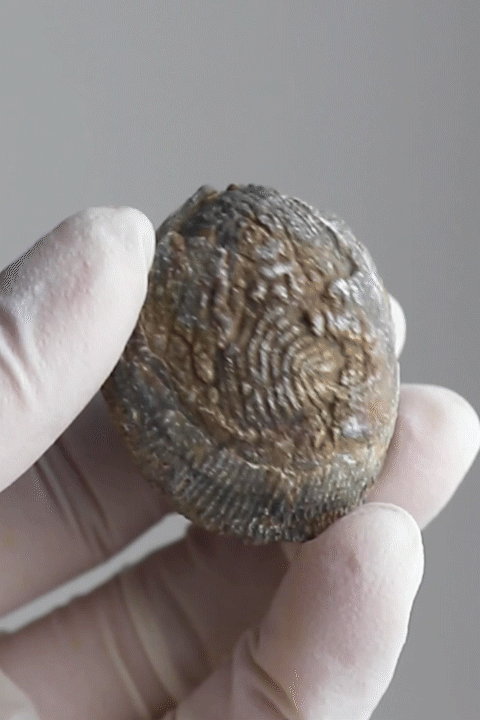 Brachiopod Fossil - Fossil from Stemcell Science Shop