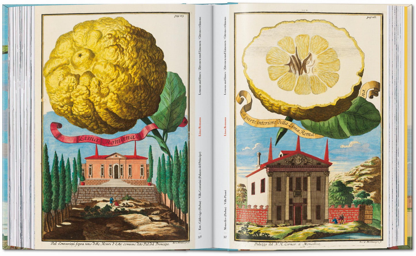 J. C. Volkamer. The Book of Citrus Fruits. 45th Ed. (German, French, English)