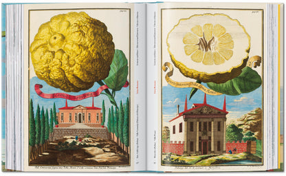 J. C. Volkamer. The Book of Citrus Fruits. 45th Ed. (German, French, English)