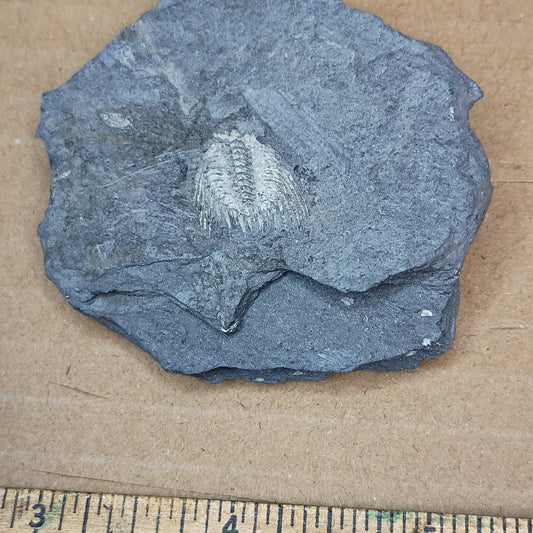 Kettneraspis aracana - Bolivian trilobite #6-009