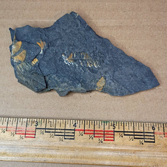 Pennsylvanian Fern Fossil #9-042