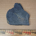 Pennsylvanian Fern Fossil #9-043