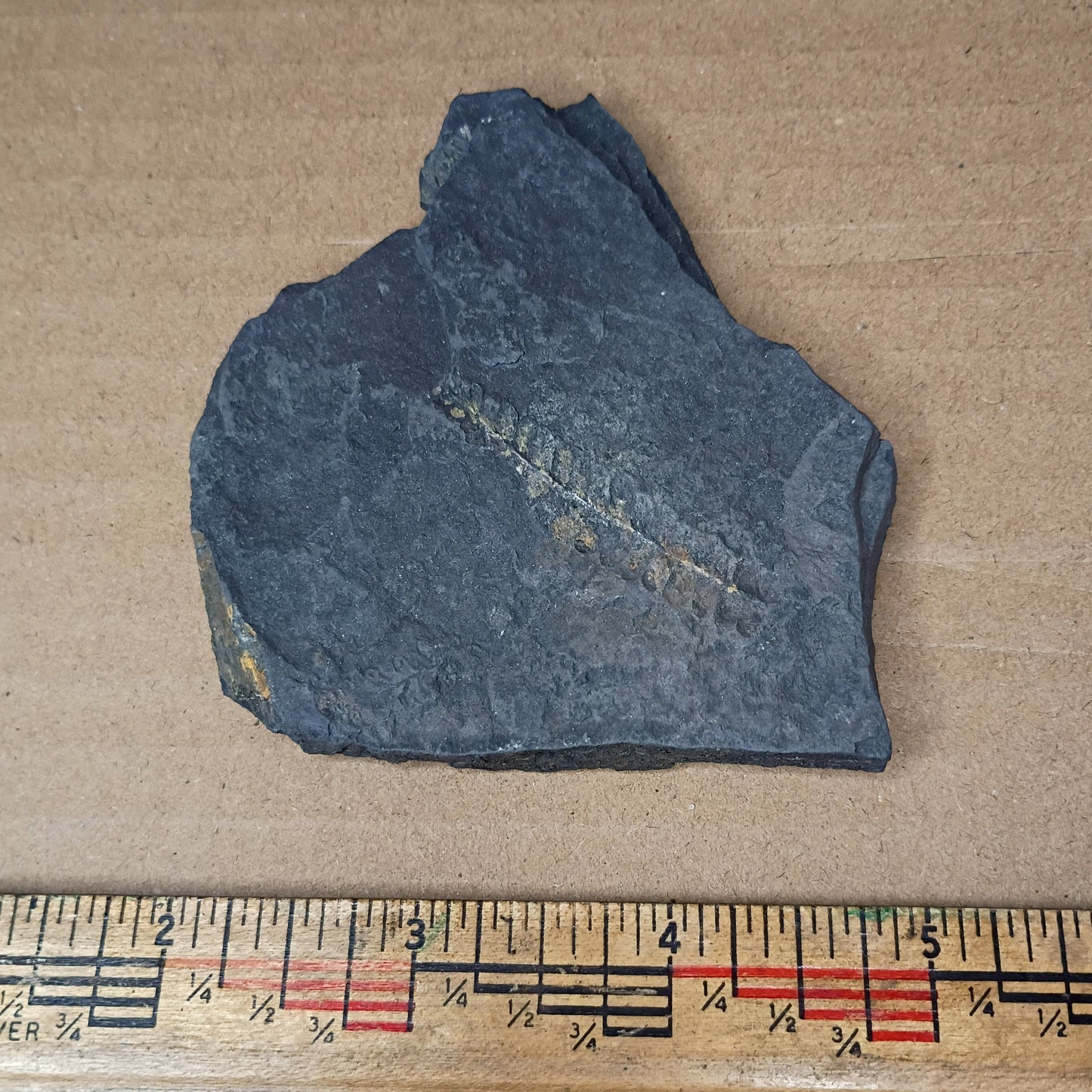 Pennsylvanian Fern Fossil #9-043